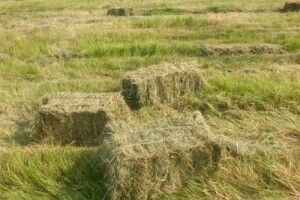 Арабська худоба їстиме наше сіно