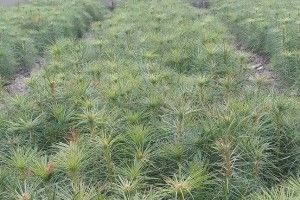 На Волині в одному лісгоспі виростили мільйон сіянців для лісокультурної кампанії-2019