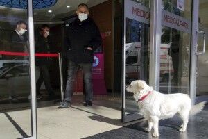 Пес щодня приходив до лікарні та чекав на свого хазяїна