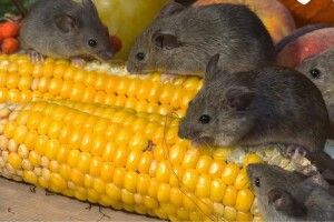 На Волині стрімко зростає кількість випадків захворювань на лептоспіроз 