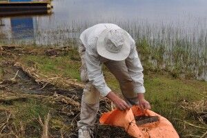 В Нацпарку «Прип'ять-Стохід» вивчали жуків-стафілінід