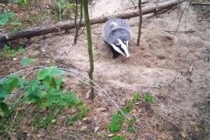 В Україні помітили хижака з незвичною поведінкою