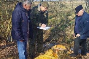 Мешканець громади на Волині відповідатиме за самовільно зрізані дерева