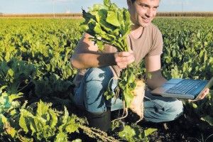 На Волині ростуть найсолодші цукрові буряки