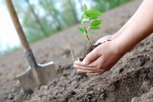 Мешканців громади запрошують посадити власне дерево