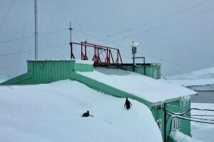 Пінгвіни ходять по даху: станцію «Академік Вернадський» замело (Фото)