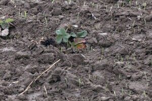 На Волині орендарі переорали гектар полуниці: господар землі готує позов до суду