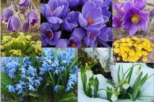Екологи закликають волинян не купувати червонокнижні квіти