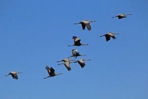 Орнітологи закликали волинян вдивлятися в небо і рахувати журавлів