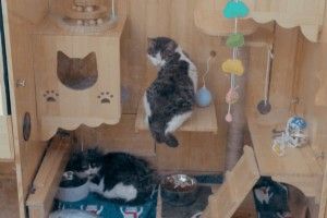 У майбутньому такими будуть усі будиночки для... котів