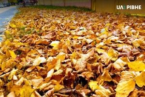 У Рівному на звалищі прийматимуть листя, яке компостуватиме каліфорнійський черв’як 