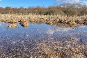Шацький нацпарк: болота вже прокинулись (Фото)