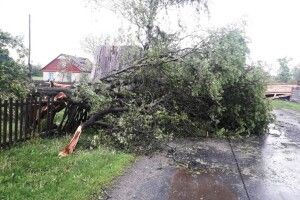 Житомирщиною пронісся буревій - понад 100 гектарів лісу "знесло" за лічені хвилини 