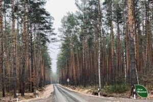 Ліси на Волині за понад п’ять мільйонів доглядатиме приватна фірма експодатківця