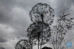 У Володимирі-Волинському з’явилась двометрова металева кульбаба