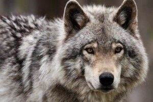 Погода на четвер, 5 березня: хмарно, невеликий дощ