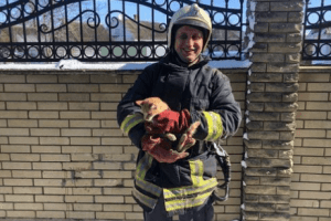 У місті на Волині з дерева зняли кішку, яка три дні не могла злізти 