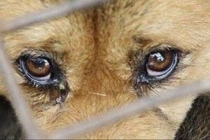 Львів’янину присудили  5 років тюрми за вбивство собаки