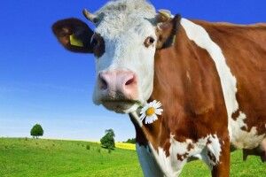 В Україні планують збільшити дотації за утримання великої рогатої худоби