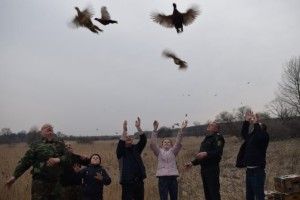 На Горохівщині лісівники випустили на волю 60 фазанів