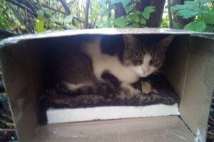 Просять допомогти луцькому коту, який живе в коробці біля 27 школи (Фото)
