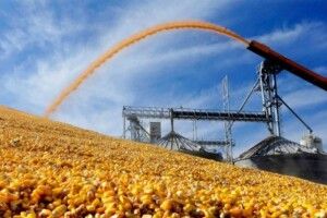 Найбільший врожай зібрали на Харківщині, Полтавщині та Вінниччині