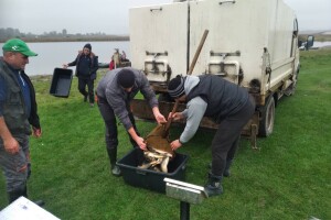 На Волині у маленьку річку вселили понад 700 кг риби 
