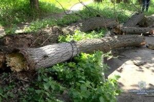 На гурт другокласників упало величезне дерево – четверо травмованих