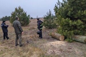 У Цуманській пущі знайшли дубові колоди, заготовлені браконьєрами (Фото)