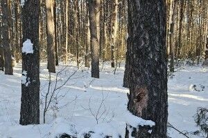 Ліс поза обліком: на Волині вилучили незаконну деревину 