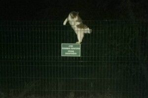 Порушник державного кордону перелазив через огорожу, щоб потрапити в Україну 