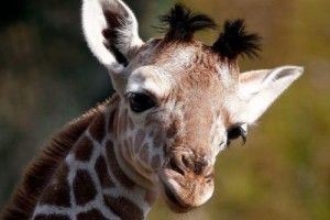 В Одесі у жирафа Василя та жирафихи Ясі народилося жирафенятко Арсеній