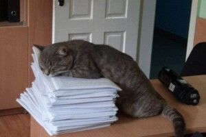 У Чернівцях комунальники влаштували кота на роботу
