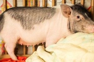 Отримала вирок за вбивство... свині