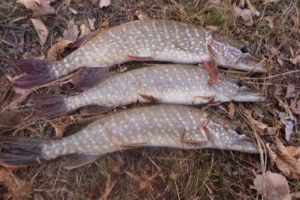 В Прикладниках озброєний сіткою браконьєр поживився трьома щуками, п'ятьма окунями та чотирма лящами