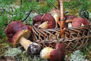 На Волині двоє людей отруїлось грибами