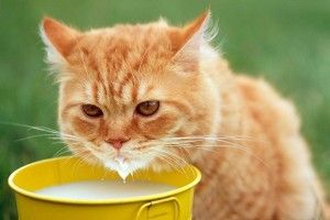 Порівняли «молочний кошик» Волині з іншими областями