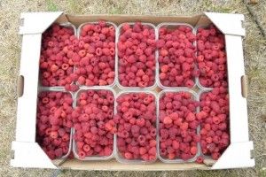 Малиною з Горохівщини смакують Арабські Емірати