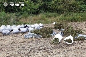 На Луганщині поліція виявила та вилучила півтора центнера марихуани (фото)