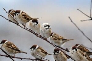 На околицях Рівного фотомисливець клацнув горобця-блондина (Фото)