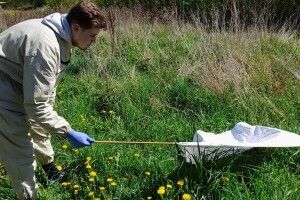 На Горохівщині виявили кліщів - збудників туляремії