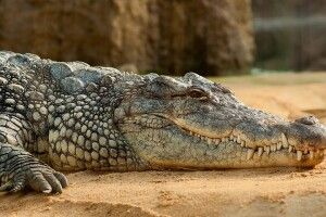 Відпочивальників  на Арабатській стрілці перелякав… крокодил