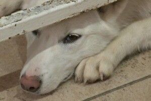 Як у Луцьку стерилізують і вакцинують безпритульних тварин