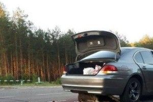 На трасі Ковель-Київ було збито лося