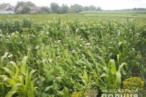 Поліція «винюхала» на городах волинян майже тисячу кущів маку