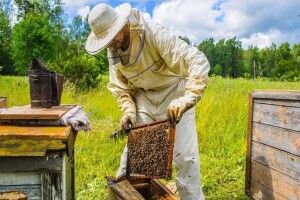 Ефективне бджільництво: як роздільна решітка спрощує роботу пасічника