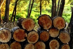 Не вберегли – платіть: на Волині лісівників оштрафували на 100 тисяч гривень
