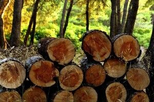 Нові оборудки: головний лісівник Волині та Рівненщини знову фігурує у справі ДБР 