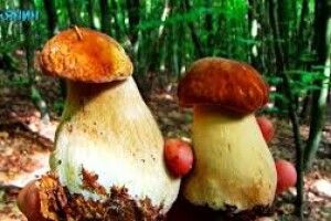 Держприкордонслужба закликає волинян не порушувати кордон під час збору дикоросів