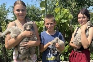 У Луцькому звіринці прихистили 5 лебедят-сиріт